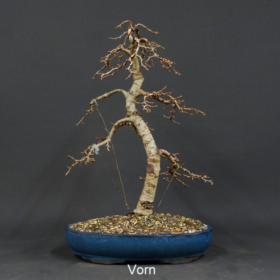 Goldlärche, Bonsai