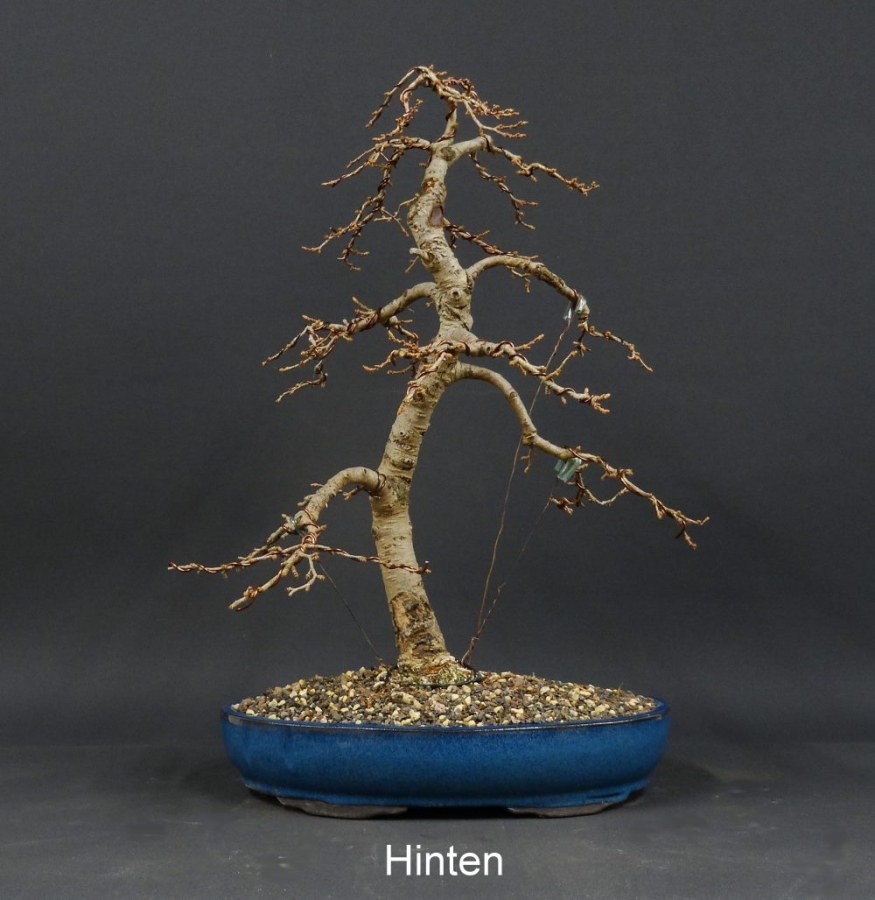 Goldlärche, Bonsai hinten