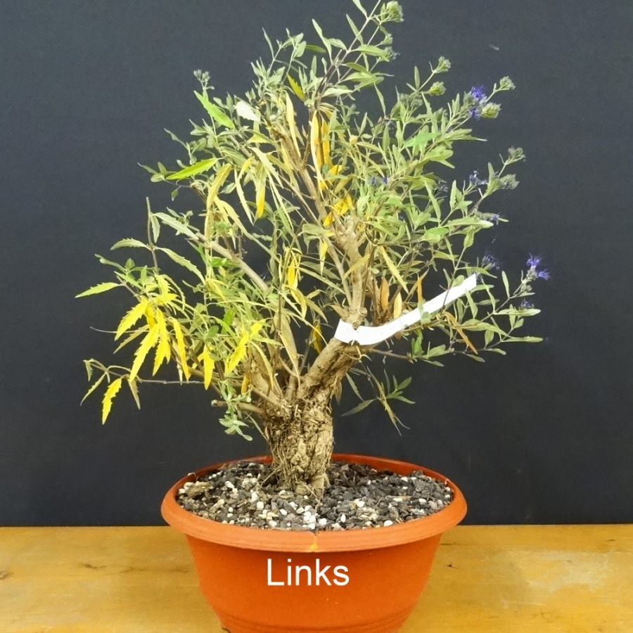 Bartblume, Bonsai