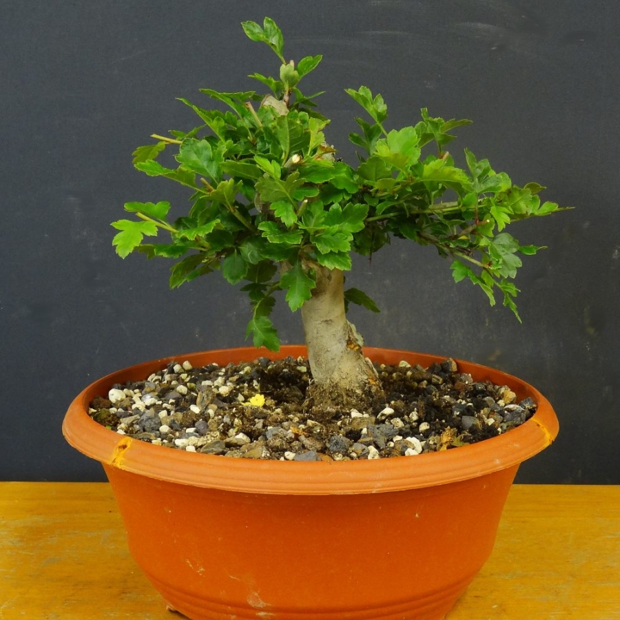 Rotdorn, Bonsai