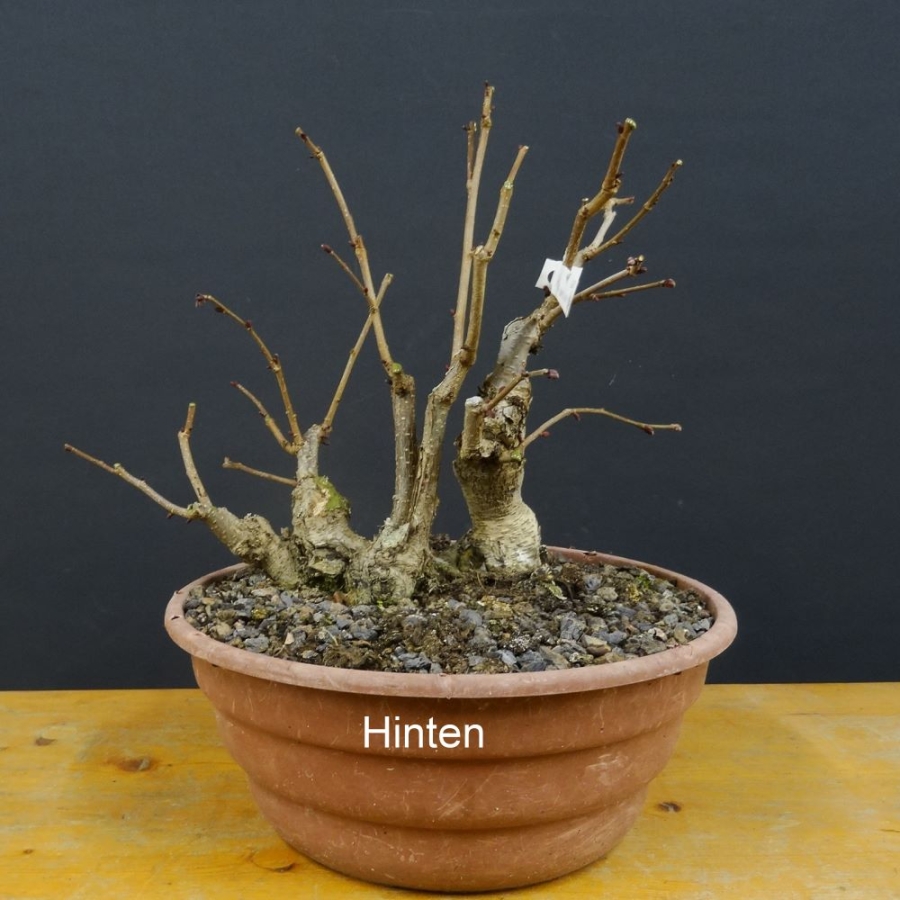 Corylus Bluthasel Pre-Bonsai