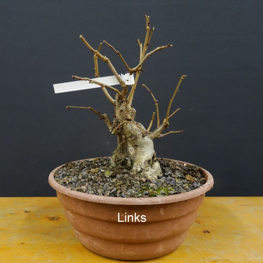 Corylus Bluthasel Pre-Bonsai