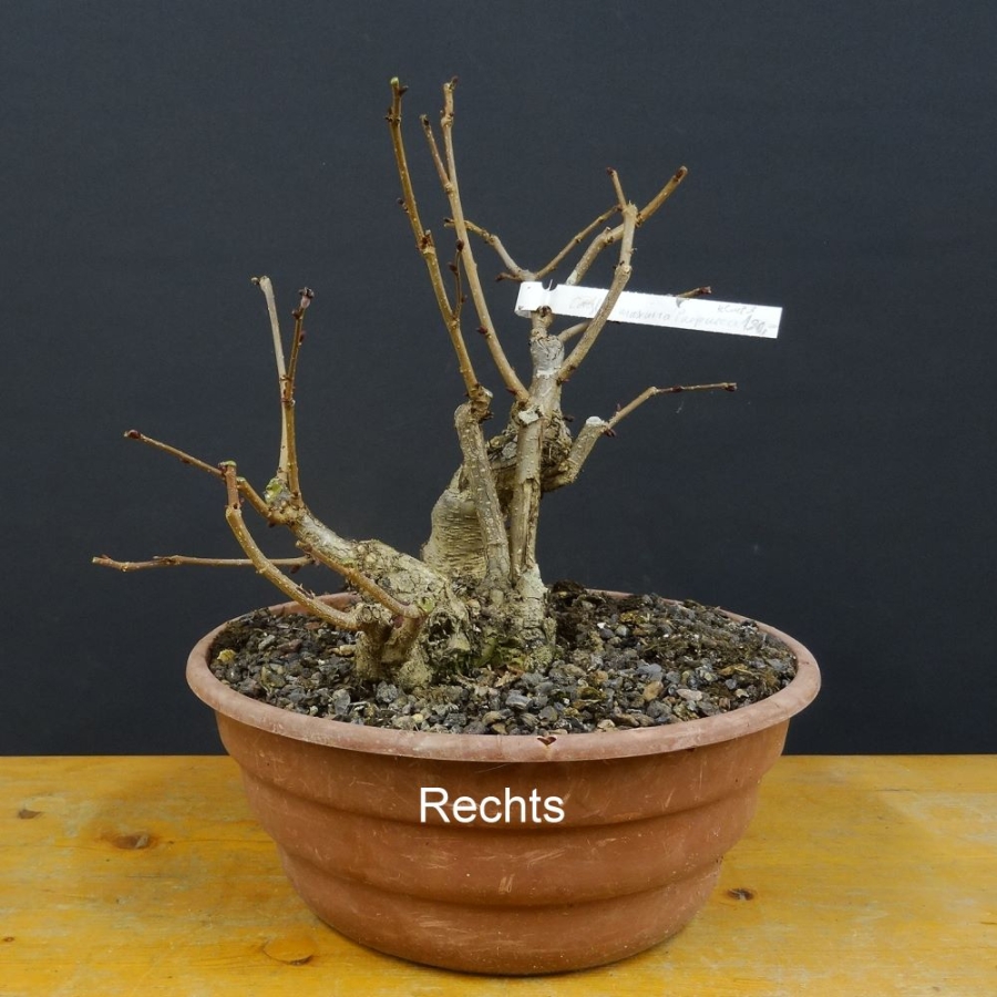 Corylus Bluthasel Pre-Bonsai