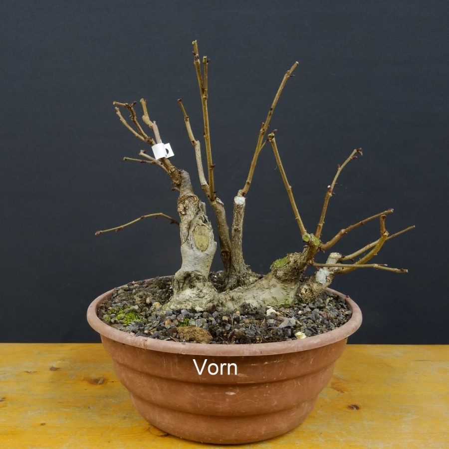 Corylus Bluthasel Pre-Bonsai