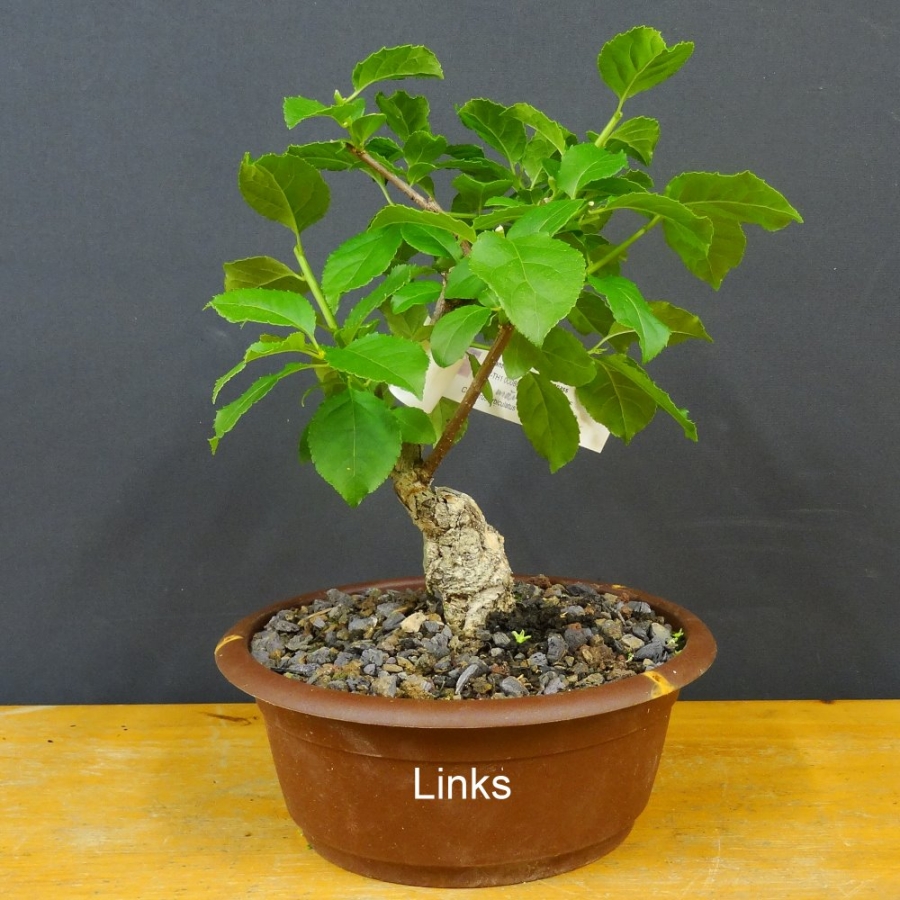 Pre-Bonsai, Celastrus, Baumwürger