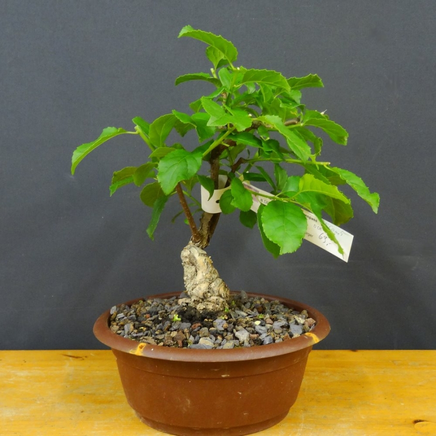Pre-Bonsai, Celastrus, Baumwürger