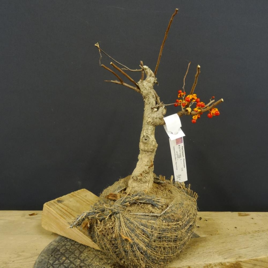 Pre-Bonsai, Celastrus, Baumwürger