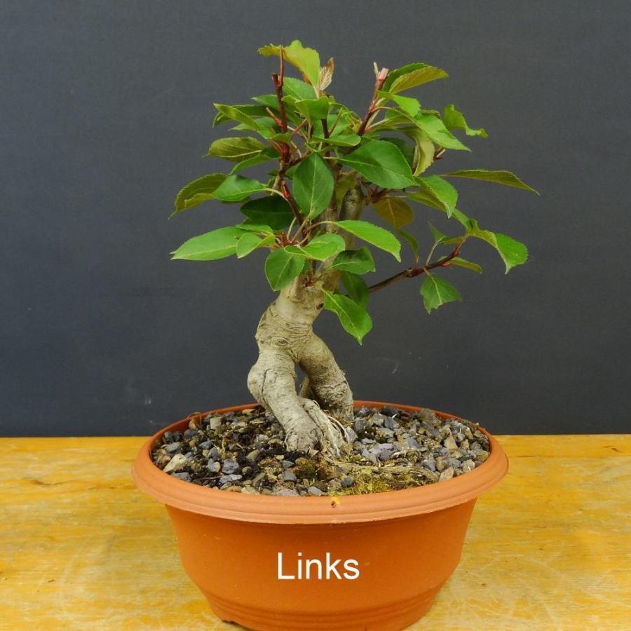 Pre-Bonsai, Malus, Liset, Zierapfel