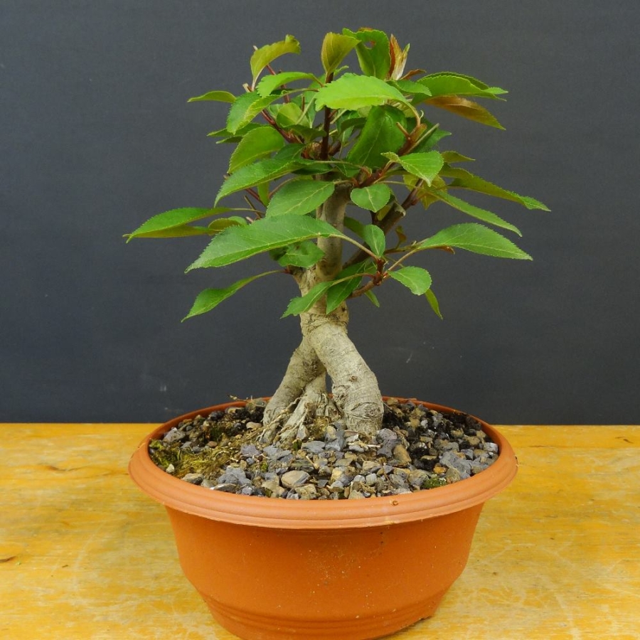 Pre-Bonsai, Malus, Liset, Zierapfel
