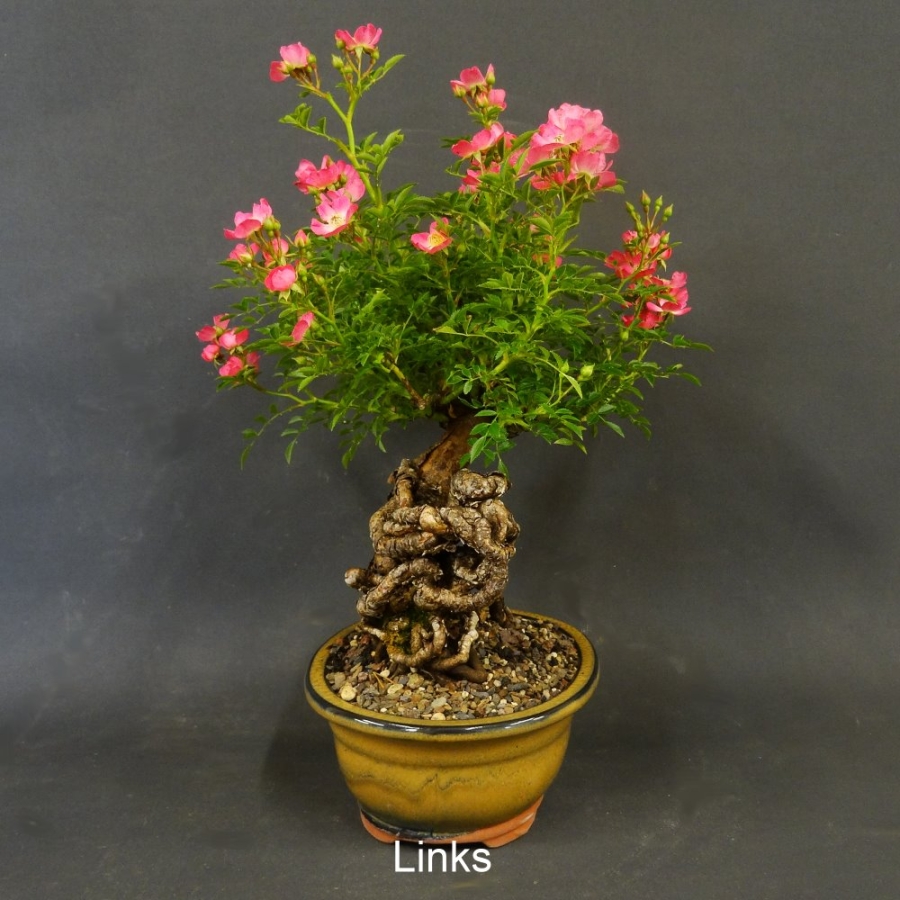Pre-Bonsai, Rose, rosa