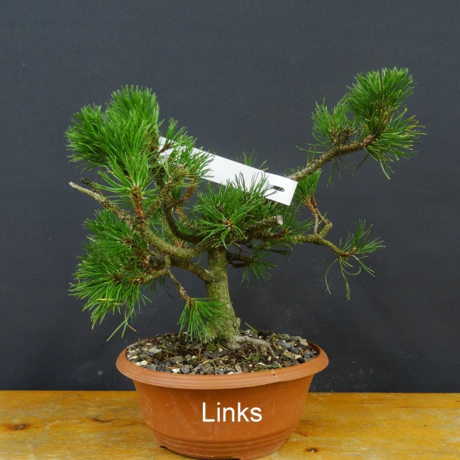Pinus Pumilio mugo