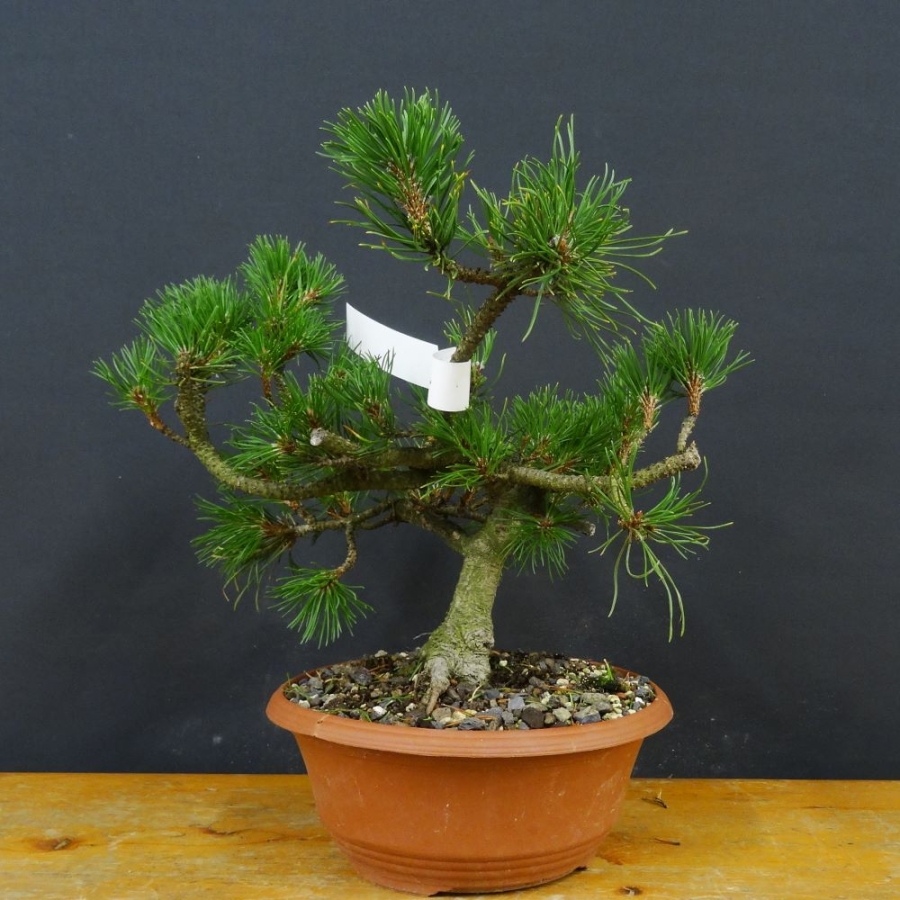 Pinus mugo Pumilio