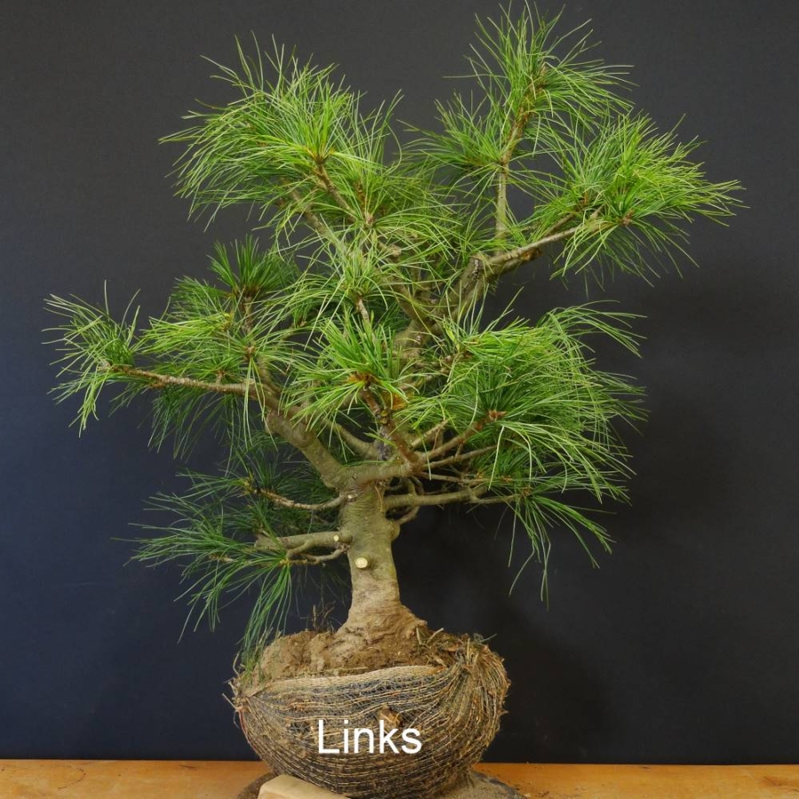 Pinus strobus Weymouthskiefer
