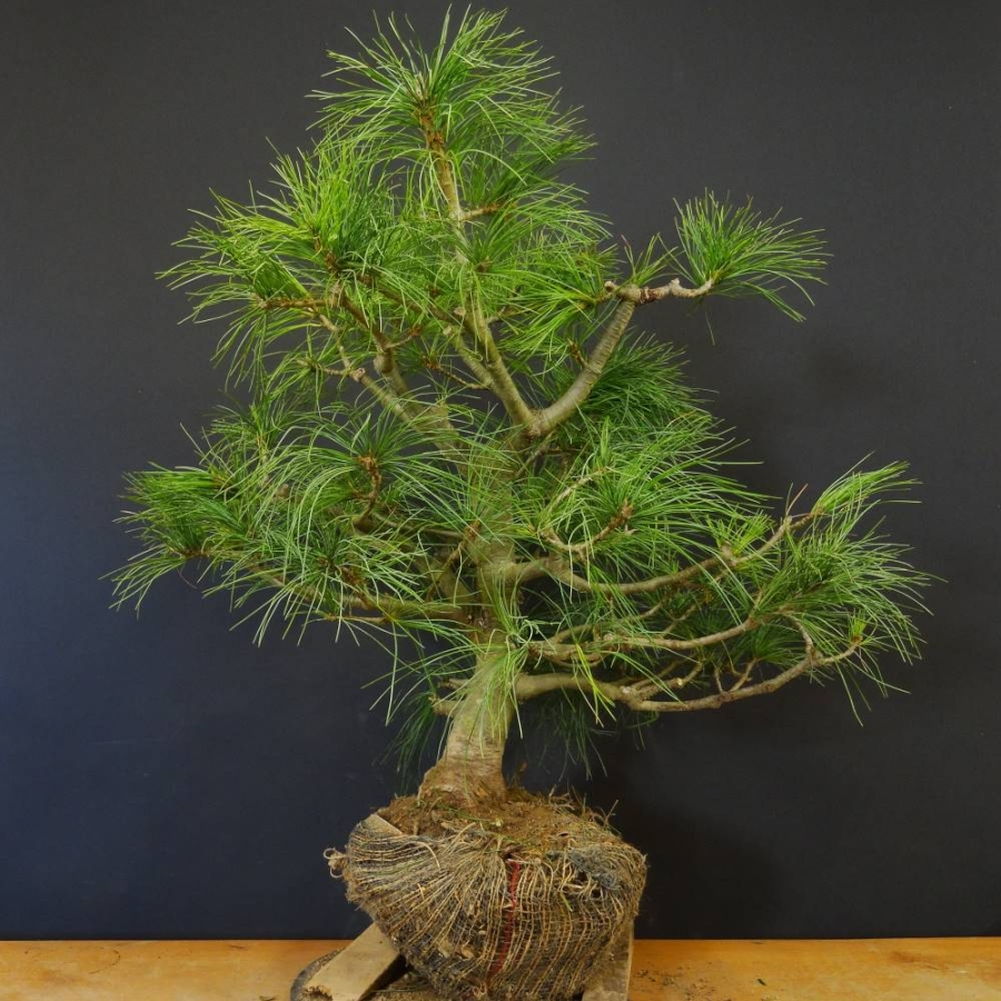 Pinus strobus Weymouthskiefer