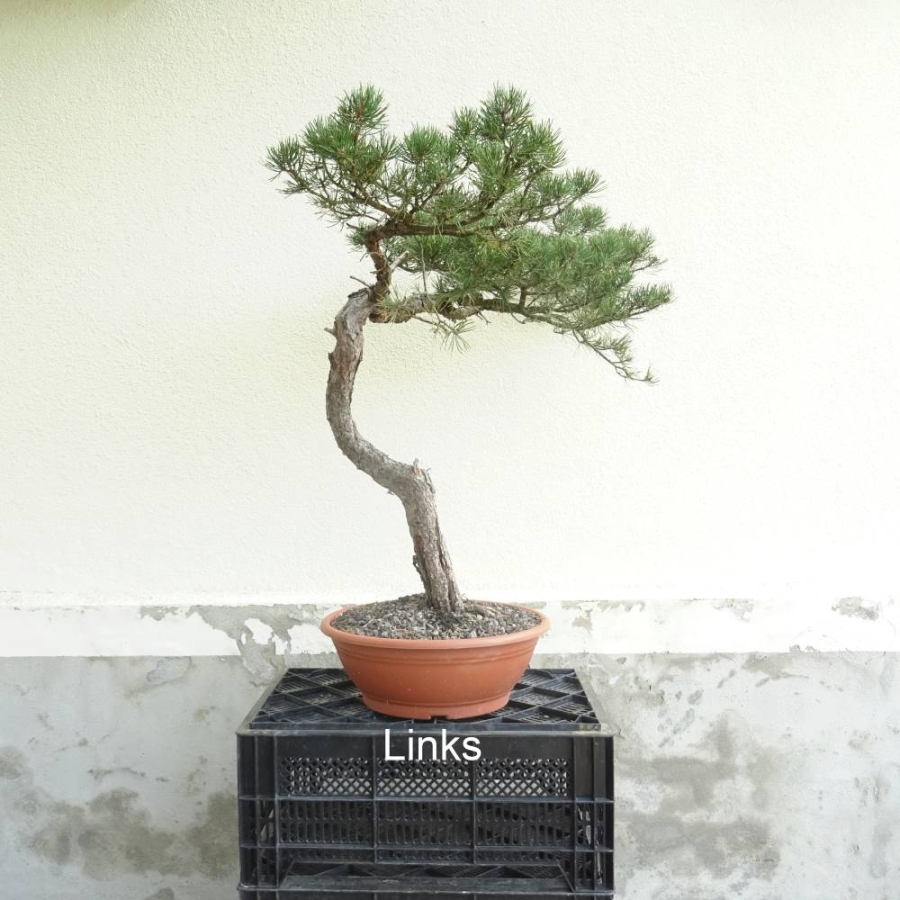 Bonsai, Pinus sylvestris