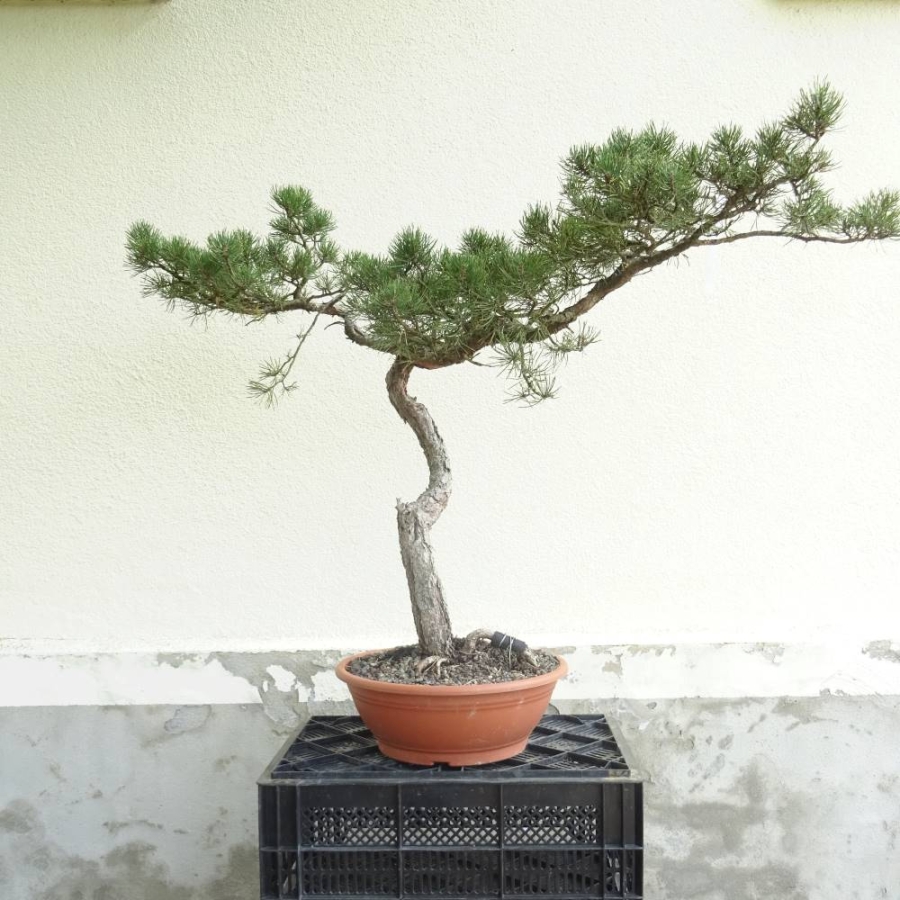 Bonsai, Pinus sylvestris