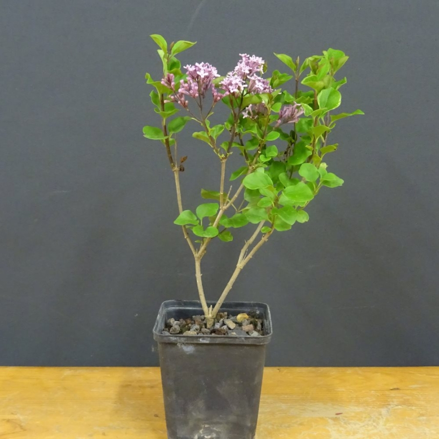 Fingerstrauch, rosa, Potentilla
