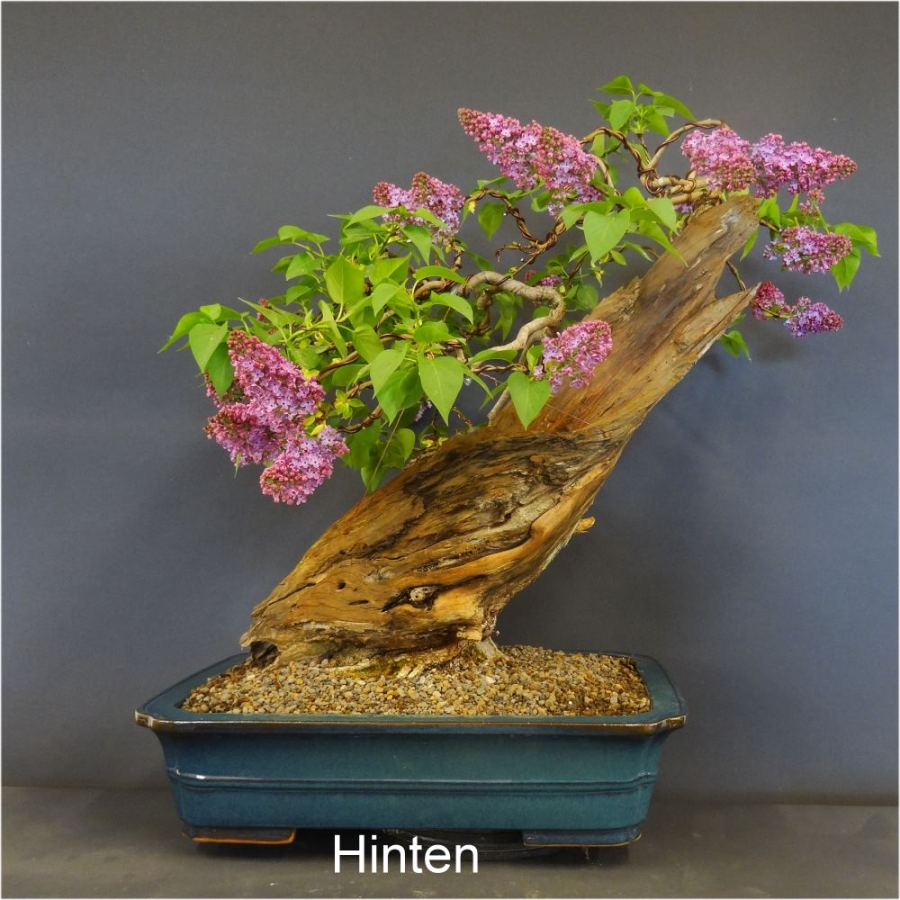 blauer flieder bonsai