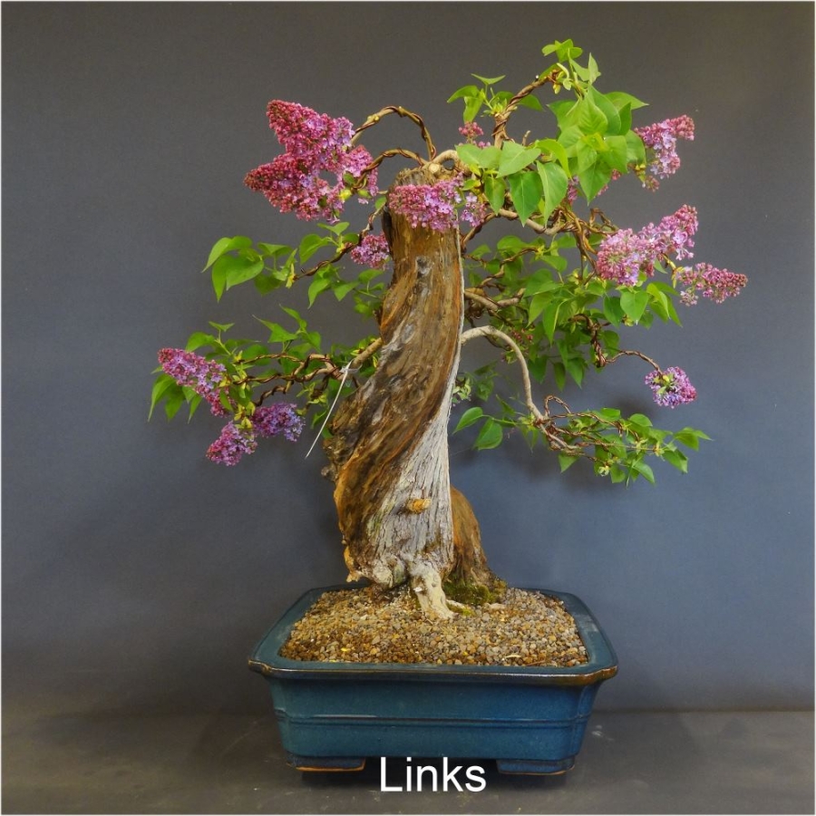 blauer flieder bonsai