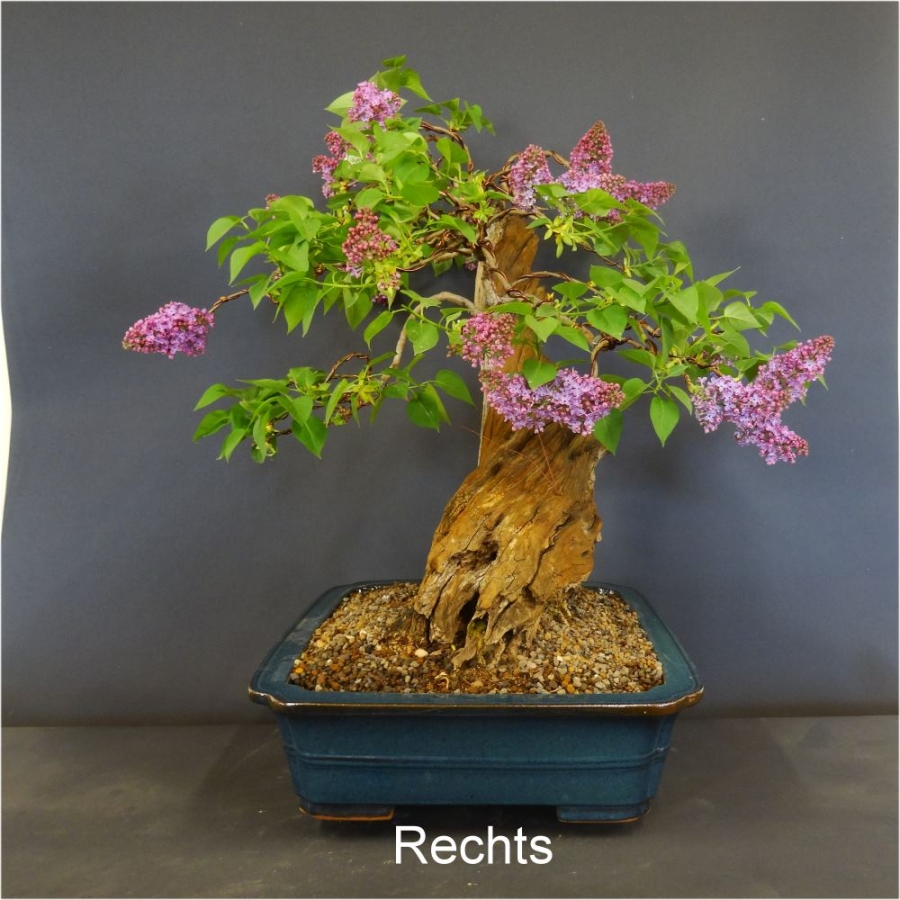 blauer flieder bonsai