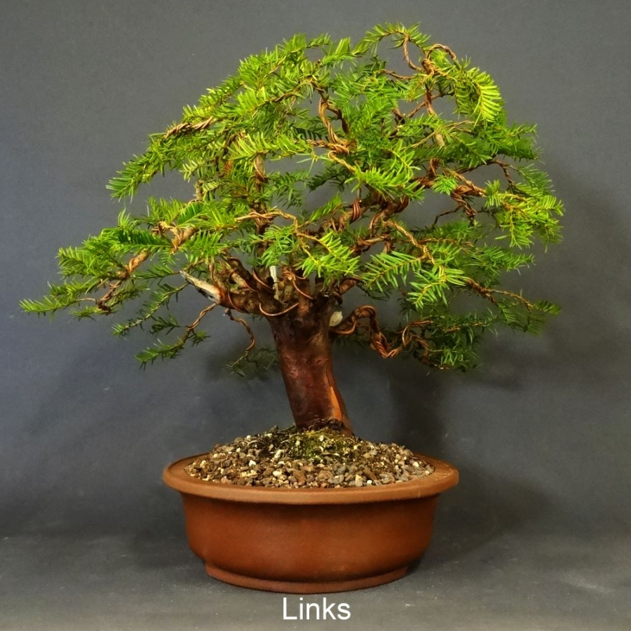 Bonsai, Taxus baccata