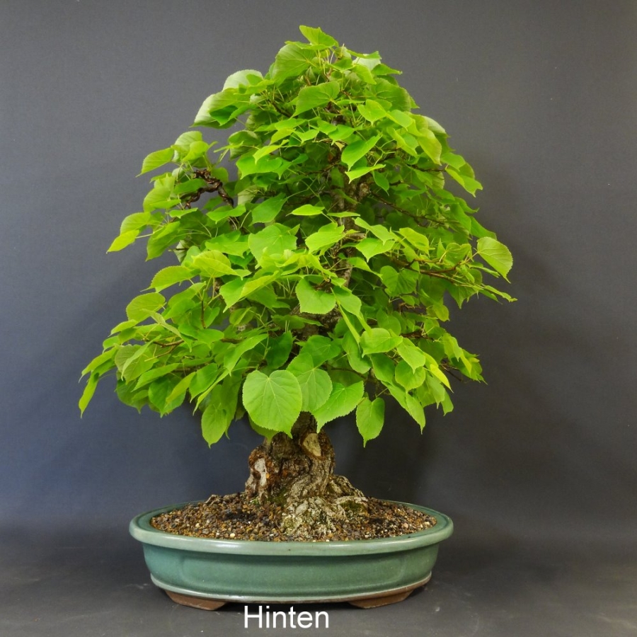 Bonsai, Linde