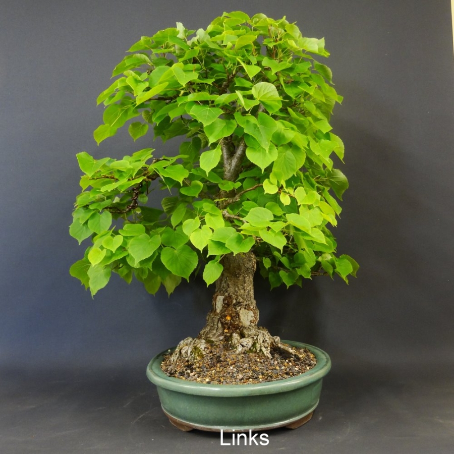 Bonsai, Linde