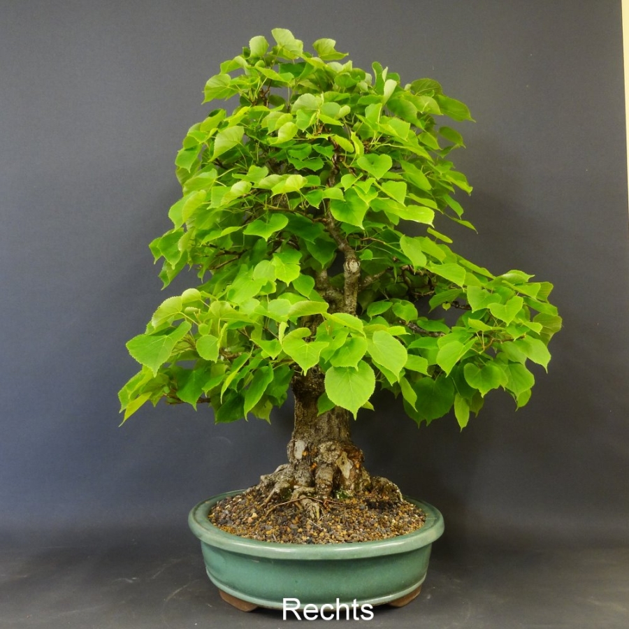 Bonsai, Linde