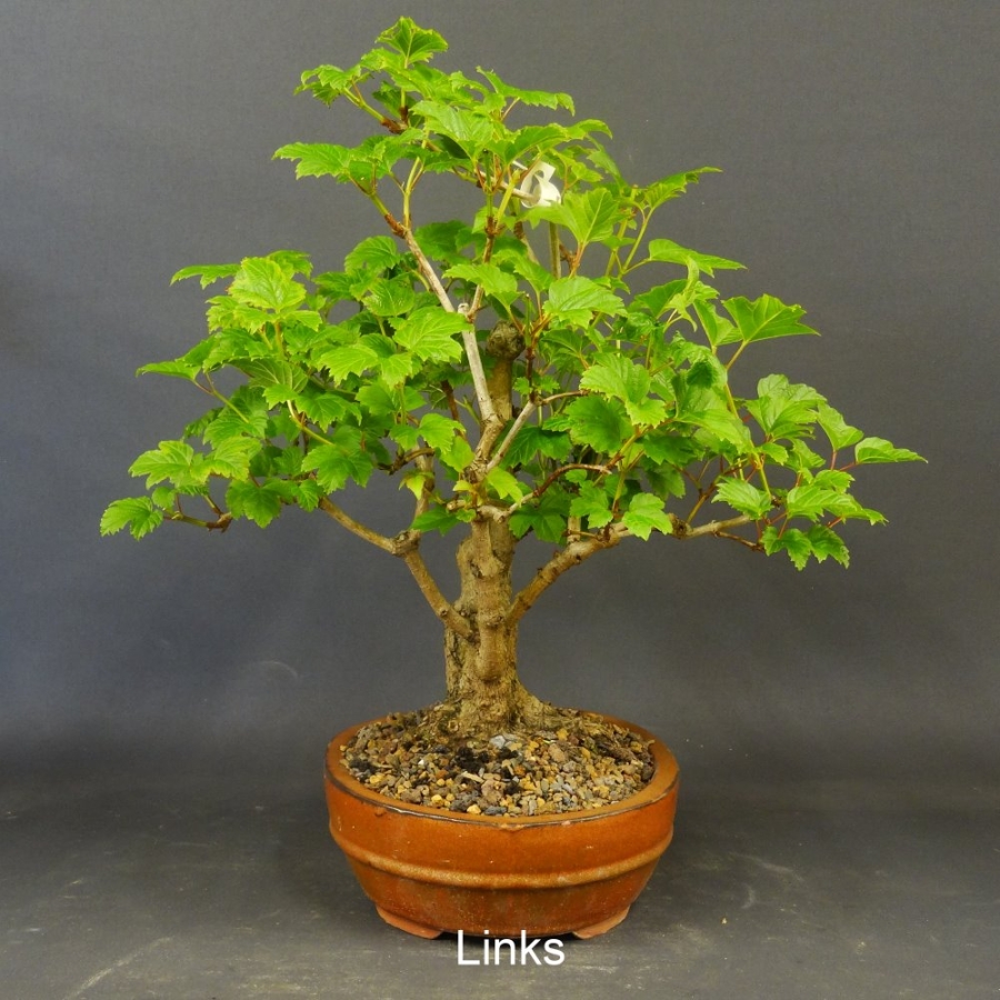 Bonsai Gemeiner Schneeball links