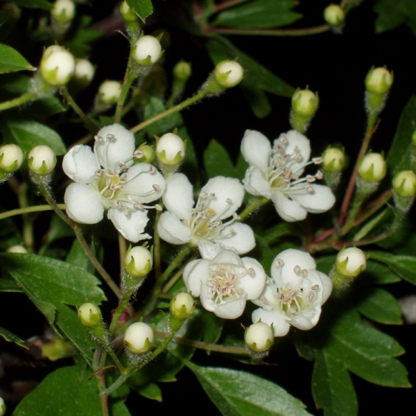 Bluete Crataegus
