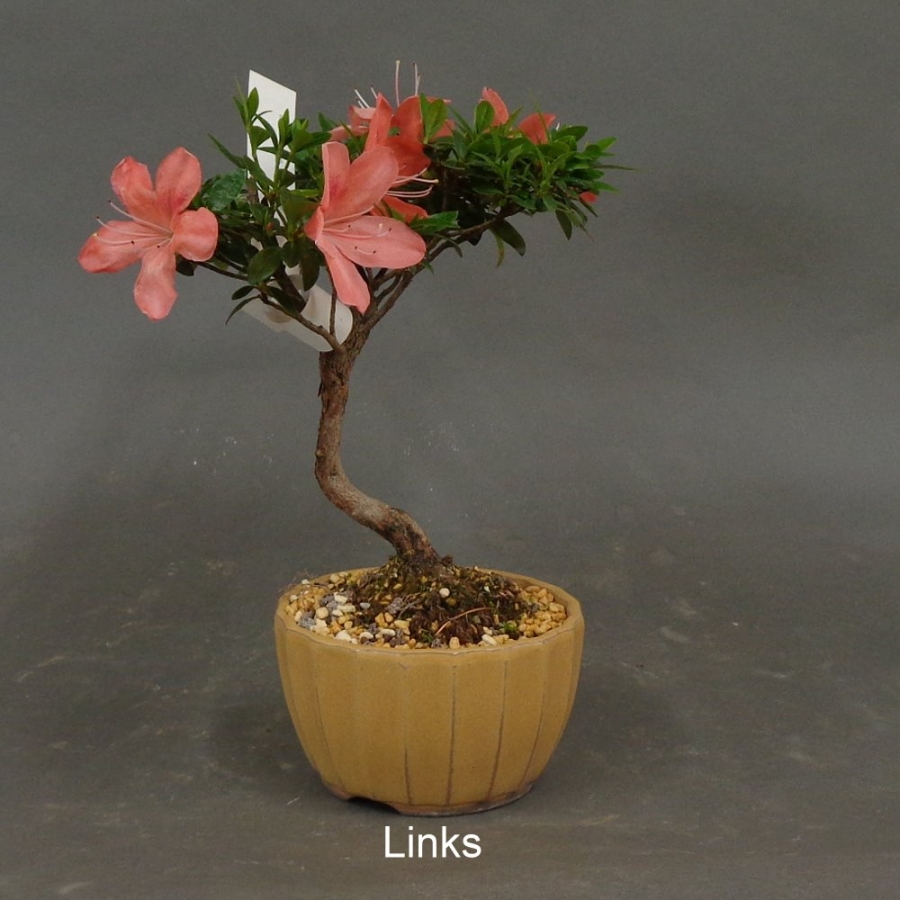 Satsuki, Azalee, Bonsai