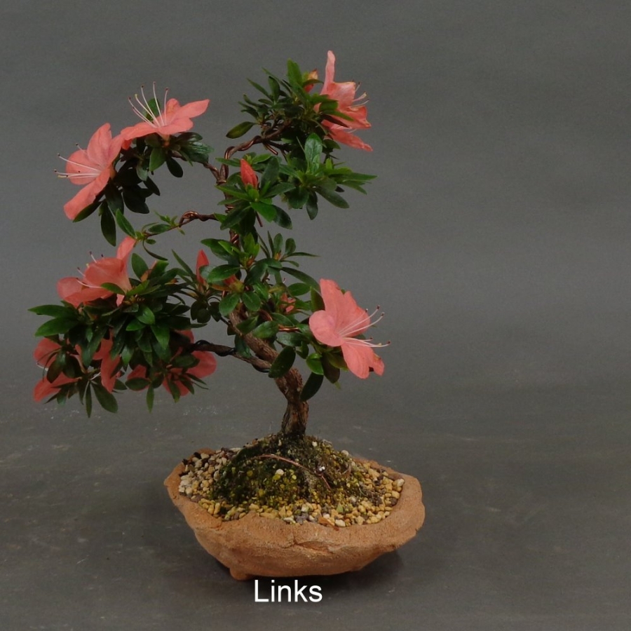 Satsuki, Azalee, Bonsai