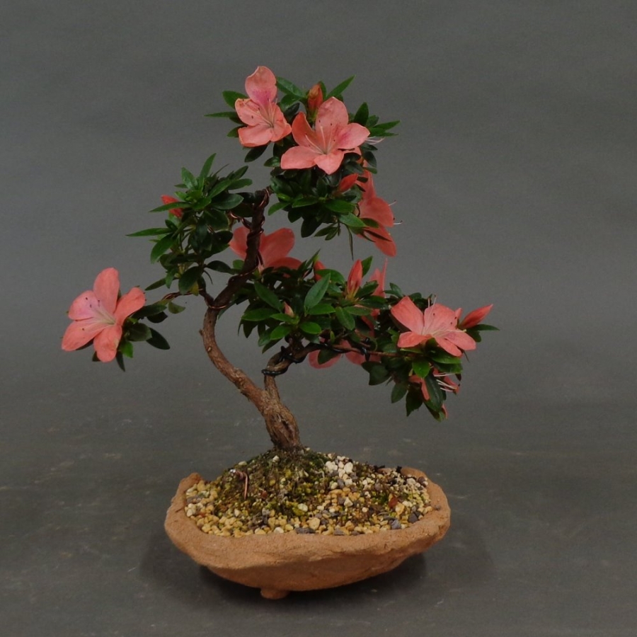 Satsuki, Azalee, Bonsai