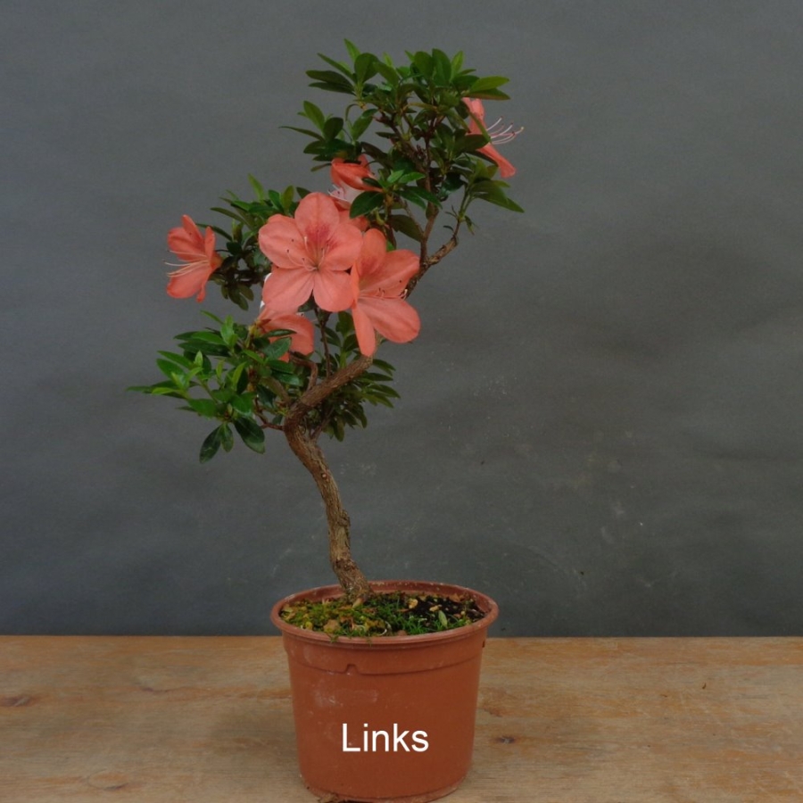 Satsuki, Azalee, Bonsai