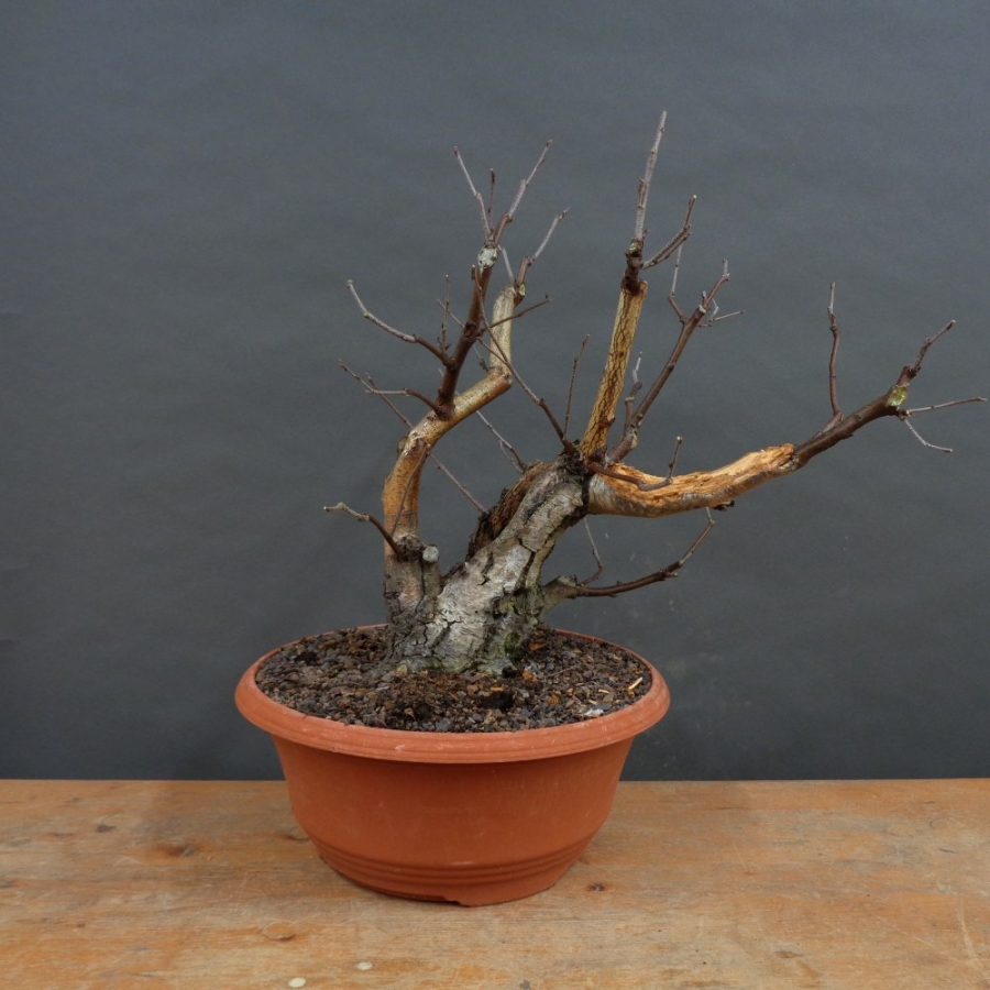 Pre-Bonsai, Sandbirke, Betula pendula