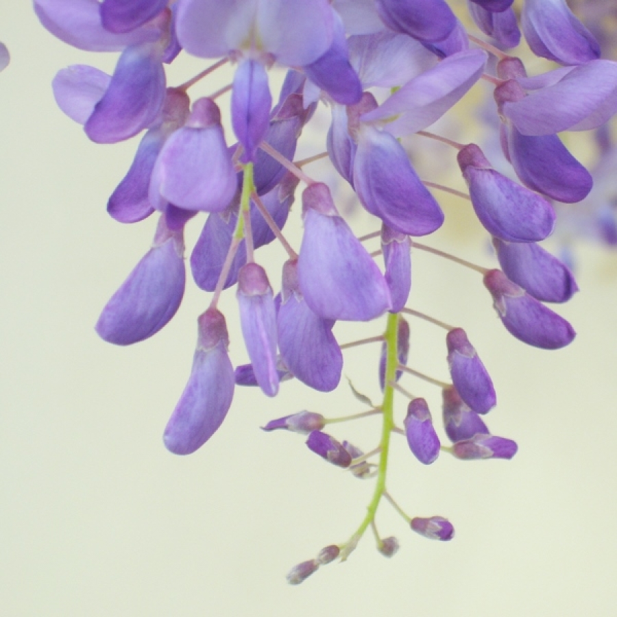 Blauregen, Wisteria Bluete