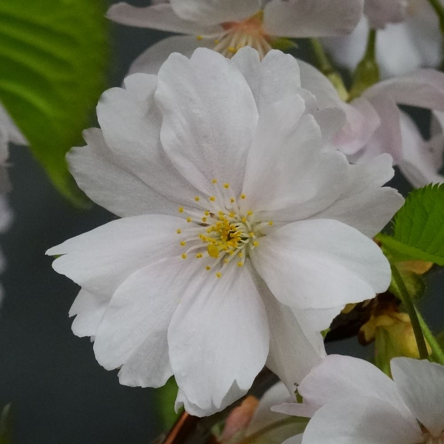 Blüte Kirsche