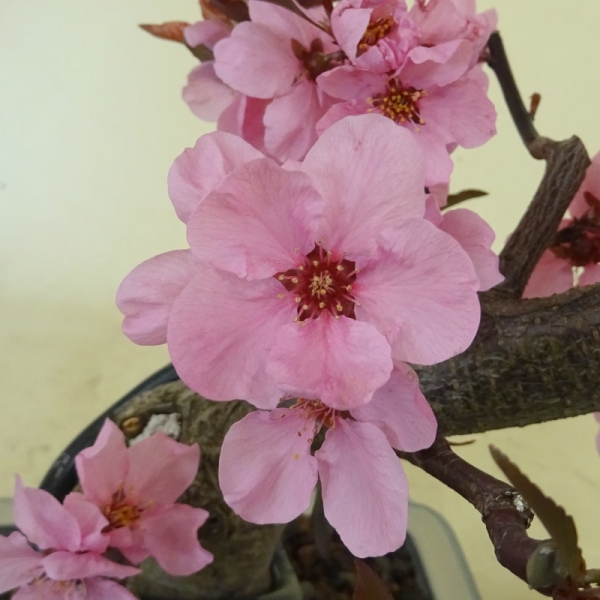Zierpfirsisch, Blüte