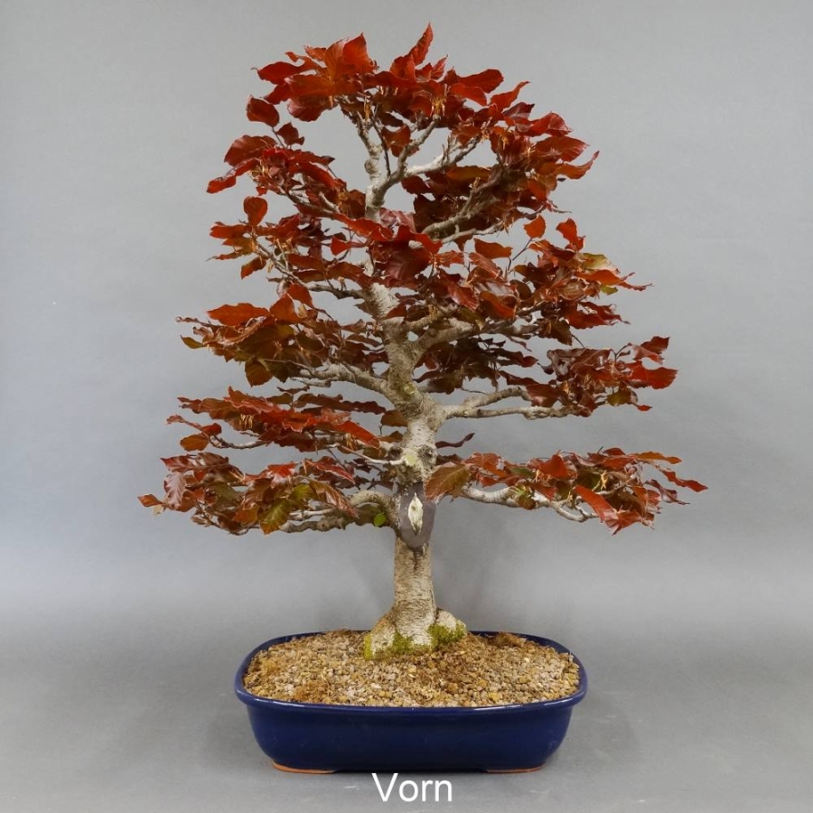 vorn