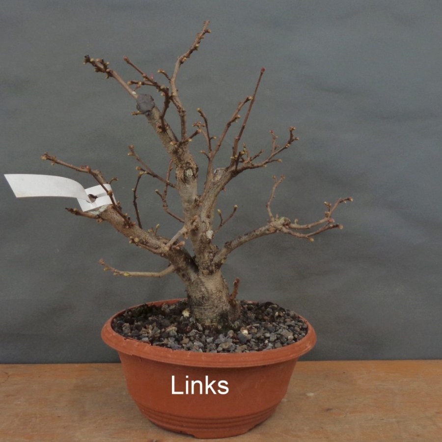 Corylus Hasel Bonsai