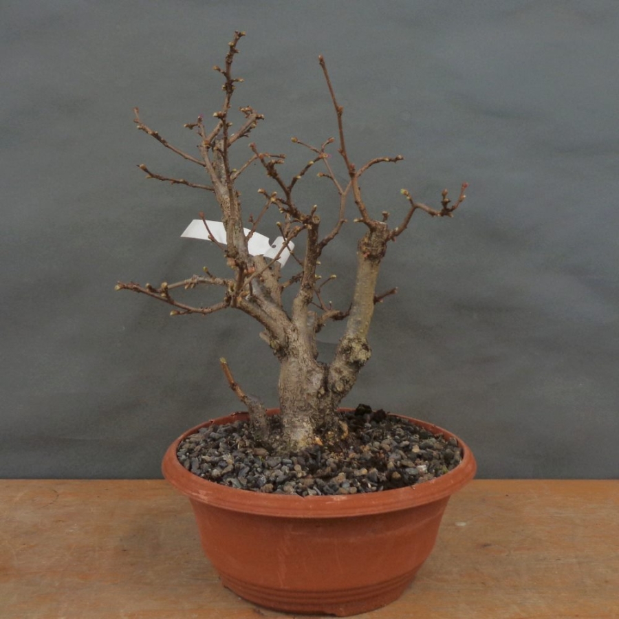 Corylus Hasel Bonsai