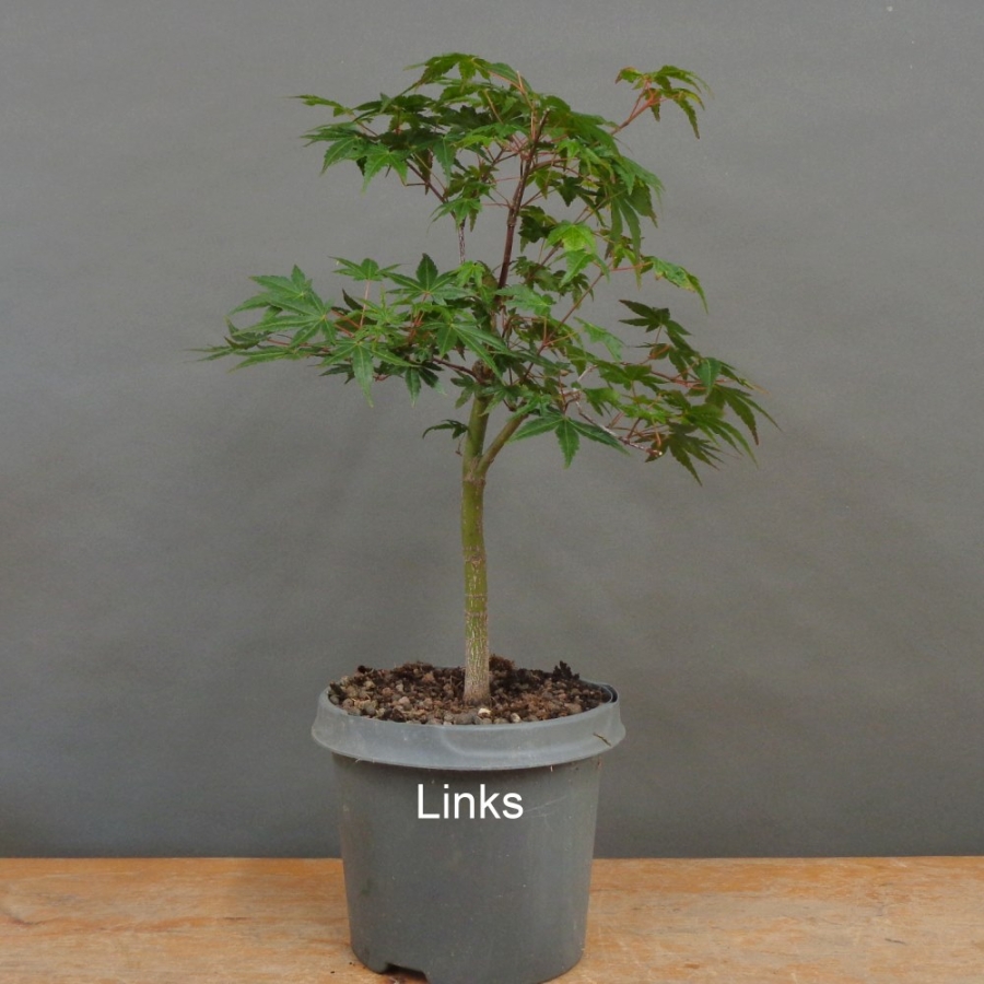 Acer palmatum links