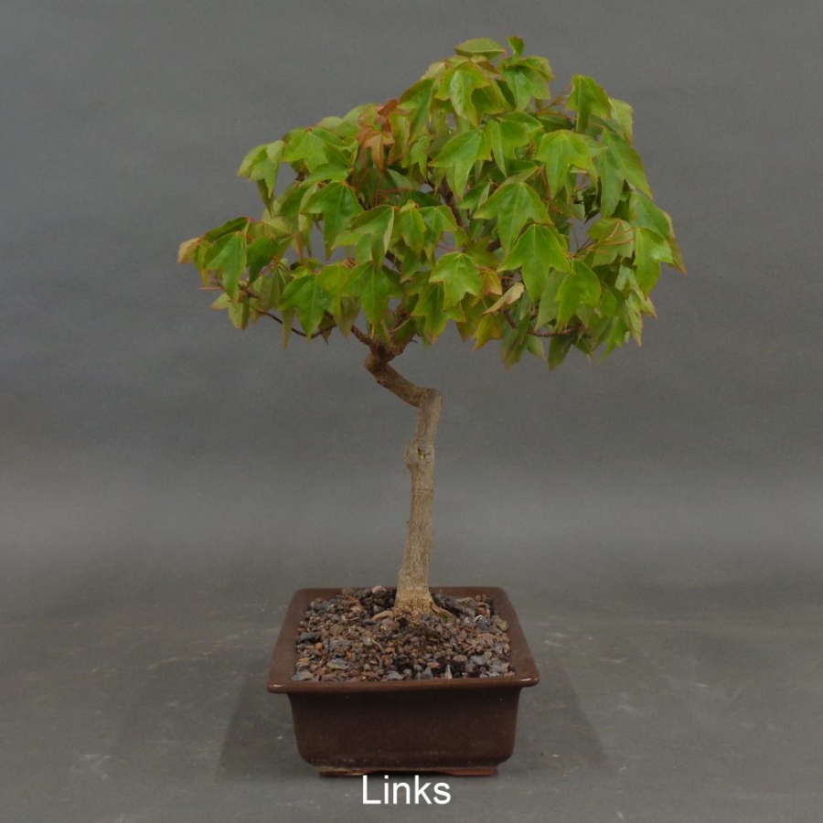 Acer buergerianum links