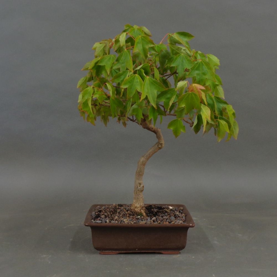 Acer buergerianum vorn