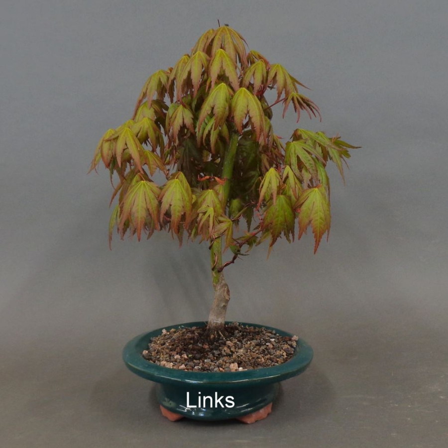 Acer palmatum Fächerahorn