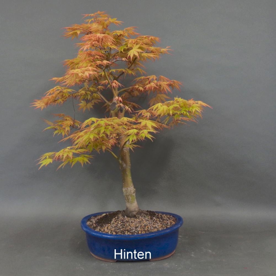 Acer palmatum Fächerahorn Katsura