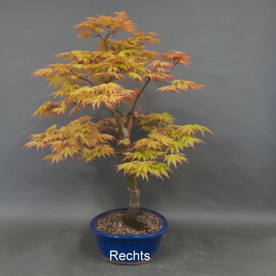 Acer palmatum Fächerahorn Katsura