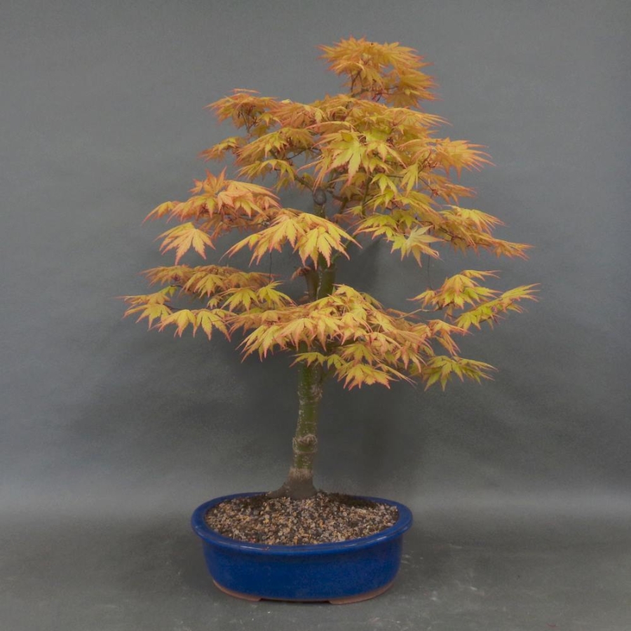 Acer palmatum Fächerahorn Katsura