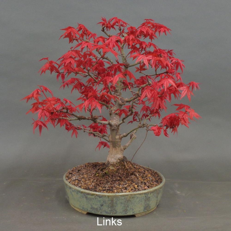 Acer palmatum Fächerahorn