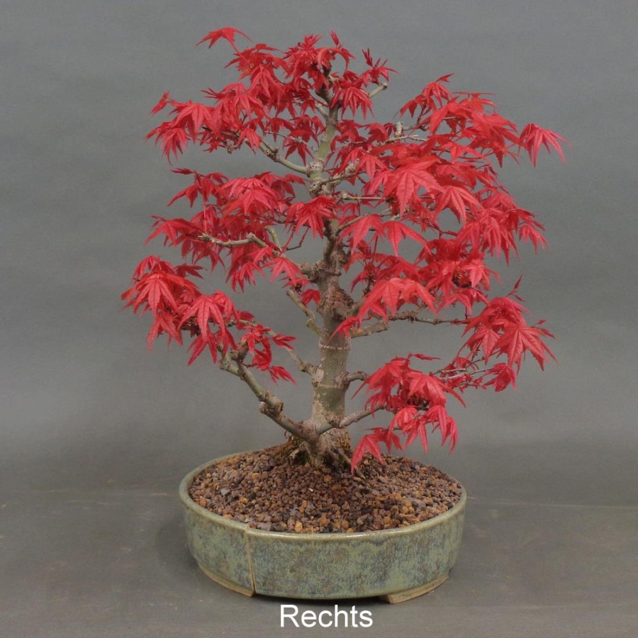 Acer palmatum Fächerahorn